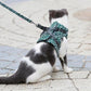 😽Pet Leash Breakaway bröstrem väst sele