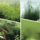🎉 Algae & Moss Remover for Fish Tank and Fish Pond - Safe Water Purification
