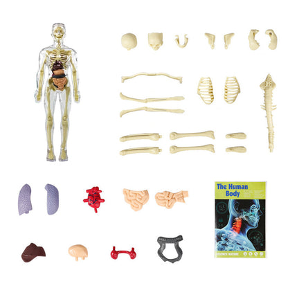 🎁 2023-julförsäljning 🎁  48% OFF - 3d människokroppen torso modell för barn anatomi modell skelett